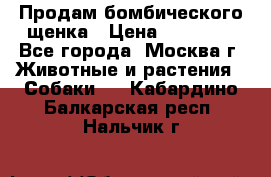 Продам бомбического щенка › Цена ­ 30 000 - Все города, Москва г. Животные и растения » Собаки   . Кабардино-Балкарская респ.,Нальчик г.